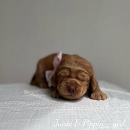 Breezy - Caramel female Australian Labradoodle puppy in Belding, Michigan from Rutu Australian Labradoodles