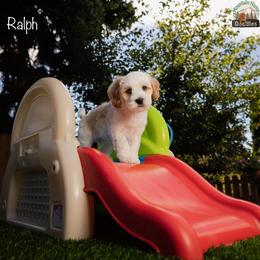 Ralph - Apricot male Australian Labradoodle puppy in Cashmere, Washington from Mountain Home Doodles