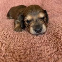 Ice Man - Cream male Dachshund puppy in Hillsdale, Michigan from Chappell Stables