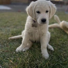 Golden Retriever Puppies from Castle Country Companions