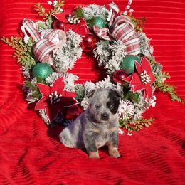 Blitzen - Blue mottled female Australian Cattle Dog puppy in Buffalo Valley, Tennessee from Buffalo Valley Breeders