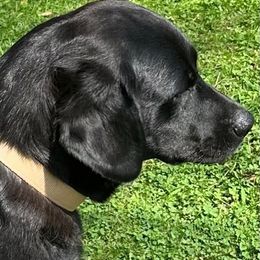 Bella - Labrador Retriever