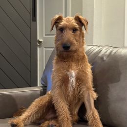 Rusty - Irish Terrier