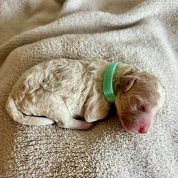Artichoke (Teal) - Parti male Poodle puppy in Burwell, Nebraska from Petersen Poodles