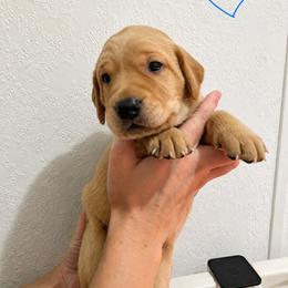 Ray - Yellow male Labrador Retriever puppy in Newaygo, Michigan from Royal Oak Gundogs