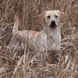 Shark - Labrador Retriever