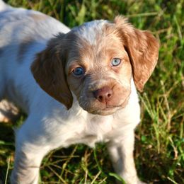 Dakota - Orange roan female Brittany puppy in Hollidaysburg, Pennsylvania from Royal Flush Farms