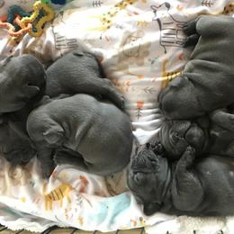French Bulldog Puppies from Crooked C Ranch