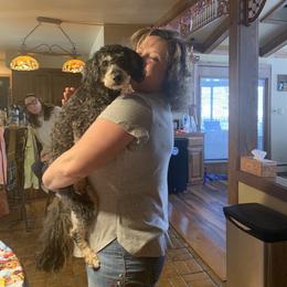 Bernedoodle Puppies from Mini Bernedoodle Babies- Indiana