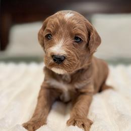 Astro - Apricot male Goldendoodle puppy in Twin Falls, Idaho from Magic Valley Family Doodles
