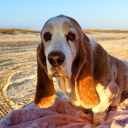 Basset Hounds from Gillespie Hounds