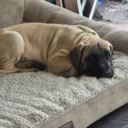 Green collar Girl - Fawn female Great Dane puppy in Hickman, Kentucky from Tidal Wave Danes