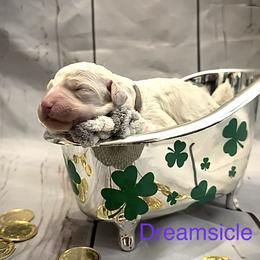 Dreamsicle - Parti female Poodle puppy in Sharps Chapel, Tennessee from McKenzie's Puppies