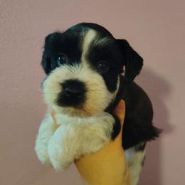 Milo - Parti male Miniature Schnauzer puppy in Florida from Central Florida Schnauzers