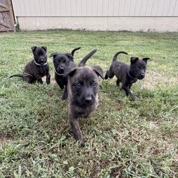 Belgian Malinois puppies from Regan Wright
