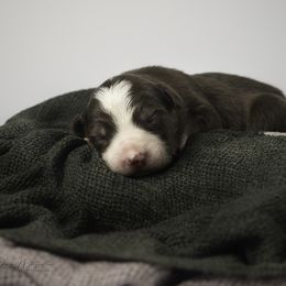 Border Collie Puppies from Air Capital Border Collies