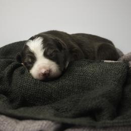 Border Collie Puppies from Air Capital Border Collies