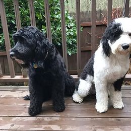 Portuguese Water Dog All Grown Up from Portie Puppies