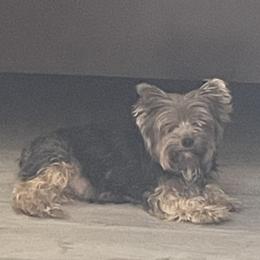 Ellie - Yorkshire Terrier