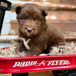 Rex - Red and white male Siberian Husky puppy in Union Grove, Alabama from Southern Siberian Life