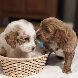Goldendoodles from Bffdoodles