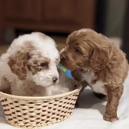 Goldendoodles from Bffdoodles