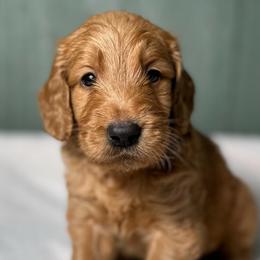 Gus - Red  male Goldendoodle puppy in Osage City, Kansas from Golden Ridge Goldens