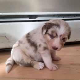 Kraken Girl 8 - Red merle female Australian Shepherd puppy in Solon, Maine from Mountain Range Australian Shepherds