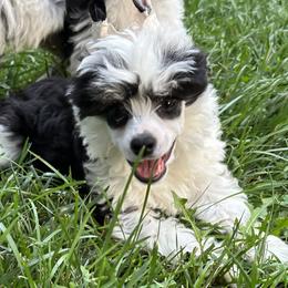 Chinese Crested Puppies from Windsong