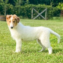 Mickey - White male Collie puppy in St Augustine, Florida from Saltwater Collies LLC