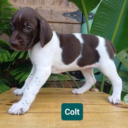 Colt - Liver and white male German Shorthaired Pointer puppy in Elberta, Alabama from Old Orchard Farm