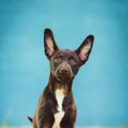 Xoloitzcuintli from Yadalanh Xoloitzcuintli