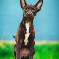 Xoloitzcuintli from Yadalanh Xoloitzcuintli