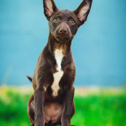 Xoloitzcuintli from Yadalanh Xoloitzcuintli