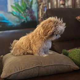 Butterscotch - Cream and white male Shih Tzu puppy in Statesboro, Georgia from Magnolia Small Breeds
