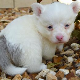 Dice - Blue merle and white male American Corgi puppy in Midway, Arkansas from Wildlings & Wild Things Homestead