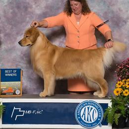Blue boy - Golden male Golden Retriever puppy in Amherst, Virginia from Clearvu Kennels