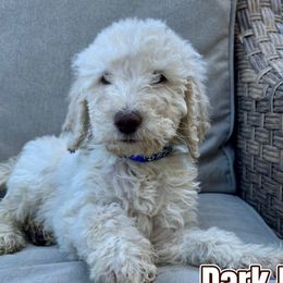 Dark Blue Puppy - Cream Labradoodle puppy in Kingman, Arizona from The Dood Ranch