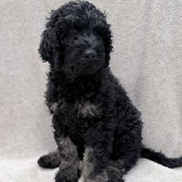 Phantom - Black male Labradoodle puppy in Ukiah, California from LG Labradoodles