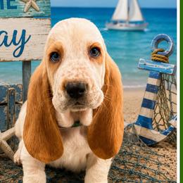 Green collar Male - Red and white male Basset Hound puppy in Columbia, South Carolina from Pawmetto Hounds