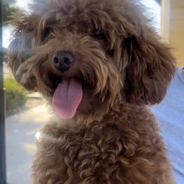 Muffin - Goldendoodle