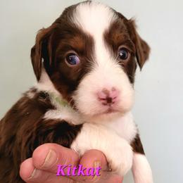Kitkat - Brown and white female Aussiedoodle puppy in Boonville, North Carolina from Branch Creek kennels