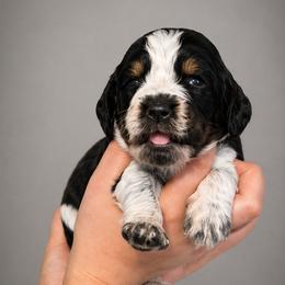 Tricks - Tri-Roan female English Springer Spaniel puppy in Lake City, Florida from Thunderbird Springers