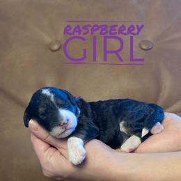 Raspberry - Tri-color female Bernedoodle puppy in Cambridge, Minnesota from Country Meadow Doodles
