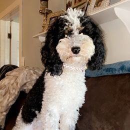 Valley - Goldendoodle