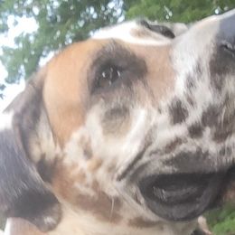 Great Danes from Chari's Great Danes