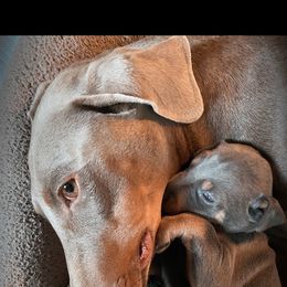 Doberman Pinscher Puppies from Ranchers Companion Doberman Kennel