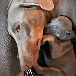 Doberman Pinscher Puppies from Ranchers Companion Doberman Kennel