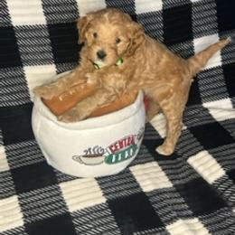 Cavapoo Puppies from Molly & Friends