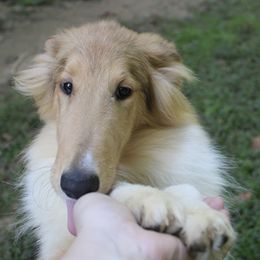 Collie Puppies from Otter Point Collies